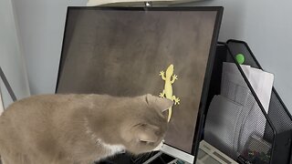 British shorthair cat is playing with lizard 🦎