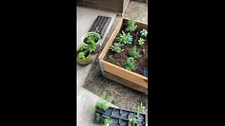 Kitchen Herb Garden 🪴