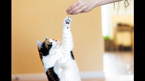 How to Train Your Cat With a Few Simple Tricks