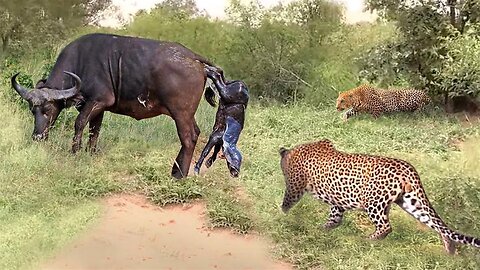 Mother Buffalo Gives Birth To Baby But Attack By Leopard- Fierce Battle Between Buffalo Vs Leopard