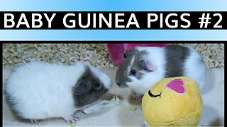 Baby Guinea Pigs #2! (stealing and hogging food)