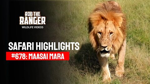 Safari Highlights #678: 23 March 2022 | Lalashe Maasai Mara | Latest Wildlife Sightings