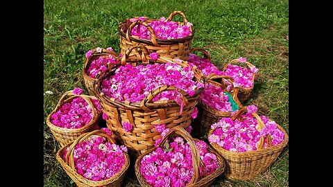 Gulab Festival in Kashan(Iran)