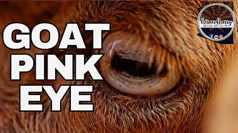 Goat Health 101: Managing Pink Eye in Your Herd