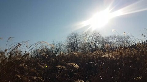 The reeds are swaying in the wind in the sunlight.
