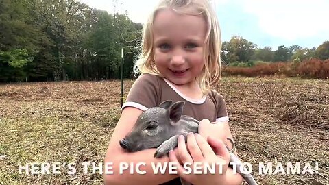 A Morning on the Farm with Charlotte: New Piglets Hand Feeding Pigs and more (VLOG Style)
