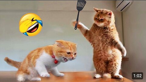 Cat funny video