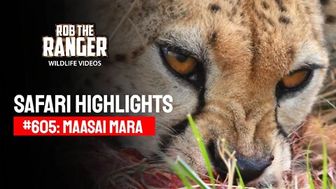 Safari Highlights #605: 03 August 2021 | Maasai Mara/Zebra Plains | Latest Wildlife Sightings