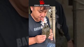 Tartaruga mordendo a língua 😱😱😱