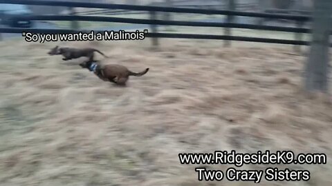 So You Wanted A Malinois