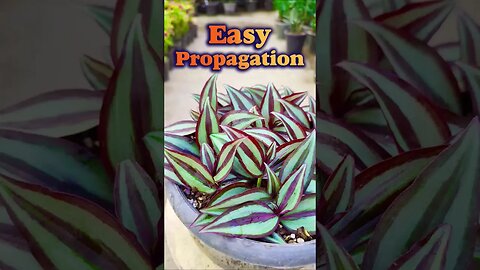 how to propagate Tradescantia Zebrina? #shorts #propagation #plants