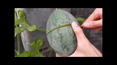 The idea of growing tiny Watermelons at home