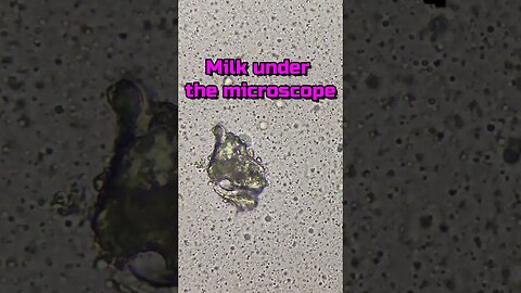 Milk under the microscope 640x #shorts #microscopy #curiosity #educational