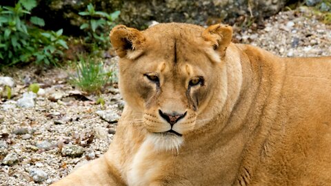 A Lion and Lioness in the Fields