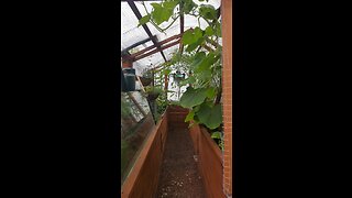 BUILD A GREENHOUSE TO GROW FOOD - AWAKENED LIGHT GHETTO STYLE!