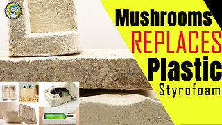 Can Mushrooms Replace Styrofoam & Plastics?