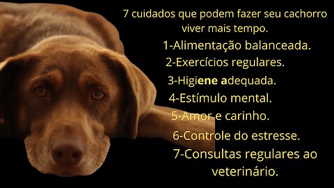 7 cuidados que podem fazer seu cachorro viver mais tempo.