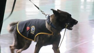 K-9 Officer 'Shield' to be retired, Buffalo Police Department requests transfer to his handler for $1