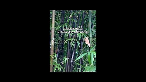 Beautiful Black Bamboo Plants From Ocoee Bamboo Farm 407-777-4807