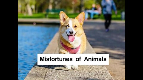 Misfortunes of Animals