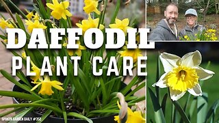 💛 Daffodil Plant Chat + Giveaway Announcement | Daffodil Plants - SGD 352 💛