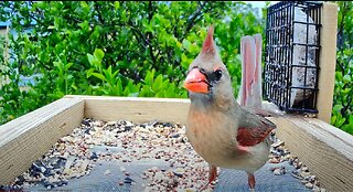 Florida Bird Feeder SWFL Live Camera HD