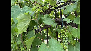 Wine grapes