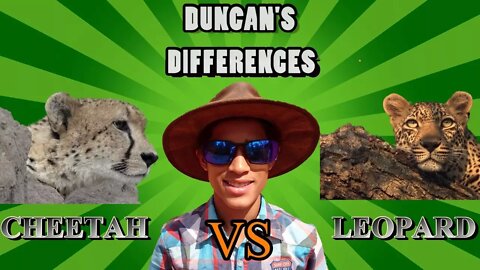 Leopard And Cheetah: How To Tell Them Apart | Duncan's Differences