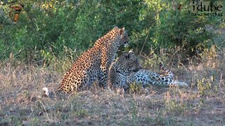 Hlab'nkunzi Female Leopard And Son, Sighting 8