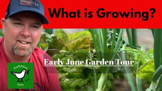 What Is Growing? Early June Garden and Yard Tour