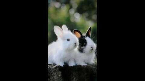 Beautiful Rabbit 🐰🐰🐰RABBIT, OMG Animals SOO Cute! AWW Cute baby animals, CUTEST moment of the Animal