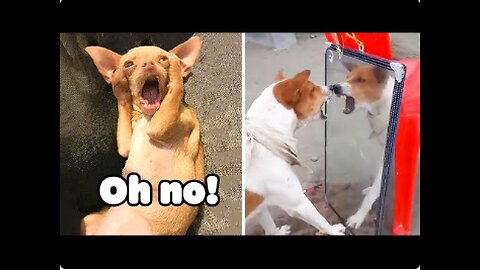 Unbelievable!!! Funny Dog Videos Try Not To Laugh