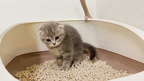 The first toilet! A well-made kitten