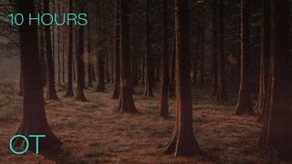 Relax in a Windy Red Wood | Soothing Wind, Blowing Leaves & Atmospheric Forest Sounds | Sleep| Study