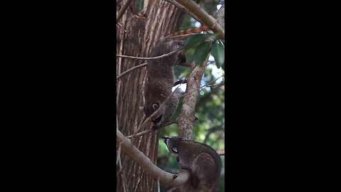 Racoon sounds 🦝#racoon #nature #sounds