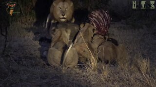 LIONS: Following The Pride 71: Trying To Reclaim Their Meal