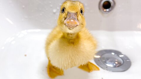 Baby Duckling Bathing for the First Time