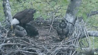 Hays Eagles meanwhile on the other side of the nest H14 private banquet 2021 04 28 20:13