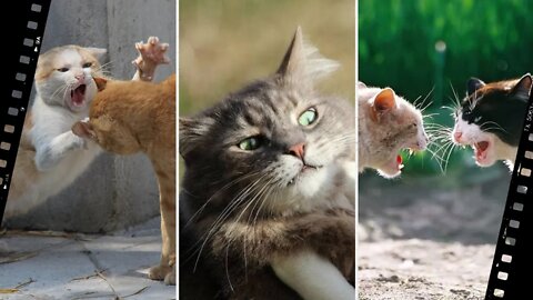 😼 Cats fighting 🐈 you have to see it 😼