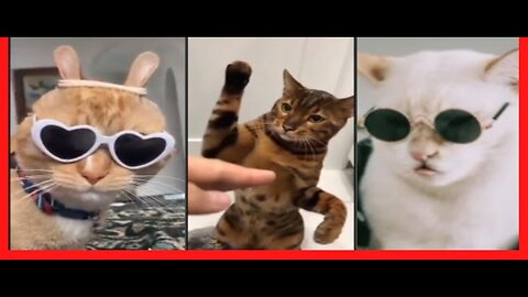 Cat Video Compilation - Funny Animal Moments - Funny Pet Videos - Healthy Cats