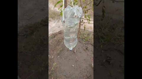 Gotejador para plantas