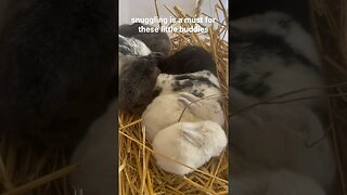 Watch this baby bunny SNUGGLE her way into her siblings! #shorts #cute #animals