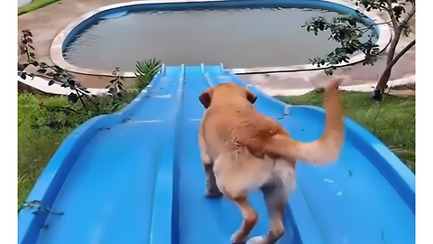 Funny Dogs on Water Slide