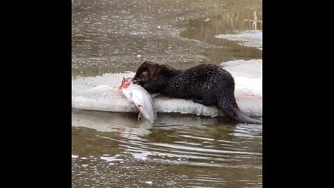 This Otter caught a fish better than a fisherman