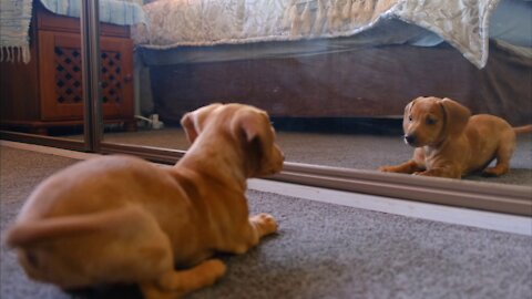 Watch what happens when your dog looks into the mirror for the first time