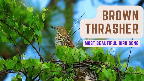 Brown Thrasher song - Most beautiful bird song - BordSongUniverse