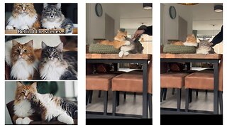 Caught On Camera: Cat Photo Shoot Takes Dramatic Turn