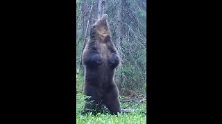 Grizzly bear using a tree to scratch himself