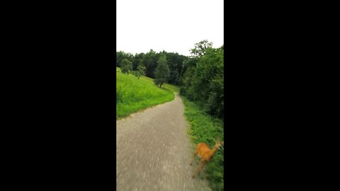 FPV Freestyle: I almost hit a deer 🦌 #shorts