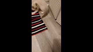 Nala trying to catch her tail